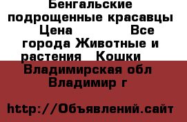 Бенгальские подрощенные красавцы. › Цена ­ 20 000 - Все города Животные и растения » Кошки   . Владимирская обл.,Владимир г.